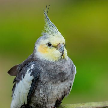 Falcon Parakeet - Nymphicus hollandicus