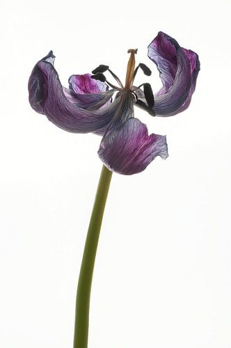 Gedroogde tulp met tegenlicht