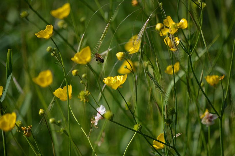 Fliegende Biene von Michael van Eijk