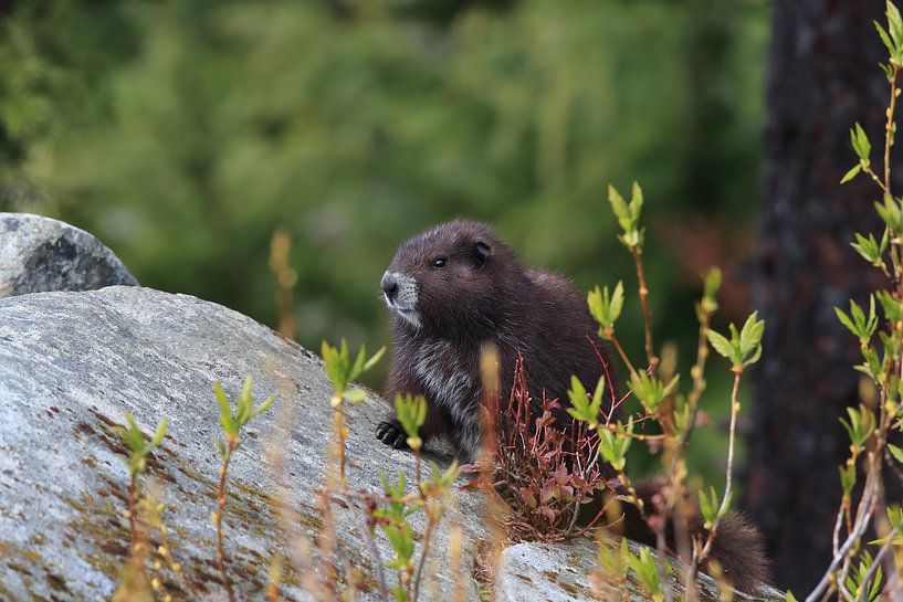Vancouver Island Marmot , Marmota vancouverensis, Mount Washington  ,  Vancouver Island, BC, Canada von Frank Fichtmüller