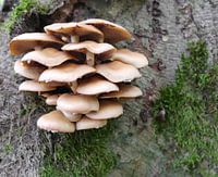Paddestoelen op boom