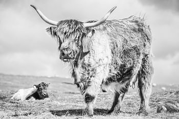 Scottish Highlander