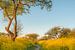 Kronkelig pad met bloeiende koolzaad - raapzaad van Moetwil en van Dijk - Fotografie