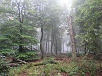 Morgendlicher Nebel im Wald