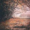 Forêt de bouleaux aux couleurs de l'automne sur Rik Verslype