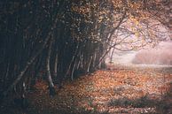 Birch forest in autumn colors by Rik Verslype thumbnail