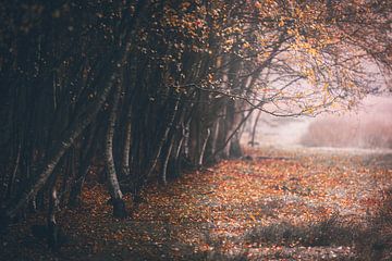 Birkenwald in Herbstfarben
