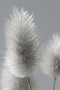 Flauschig