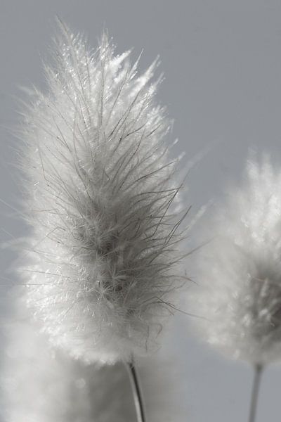 Fluffy by Carla Mesken-Dijkhoff