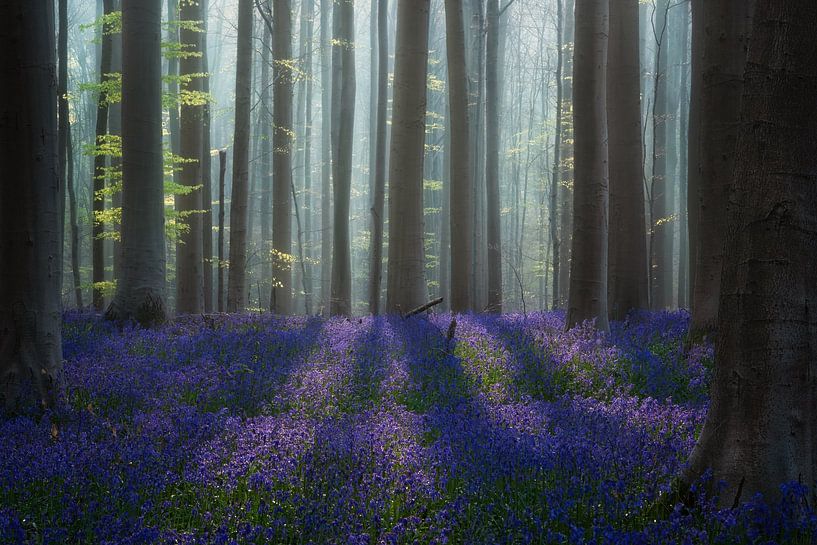 Bluebell heaven by Martin Podt