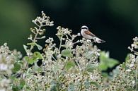 Neuntöter ( Lanius collurio ), Männchen auf einer blühenden Brombeerhecke, wildlife, Europa. von wunderbare Erde Miniaturansicht