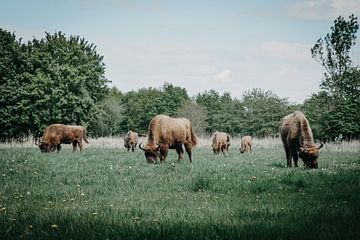 Wisent herd by Mandy Jonen