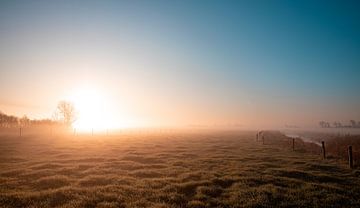 Nebliger Polder bei Morgenlicht