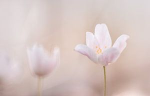 Soft pink flowers van natascha verbij