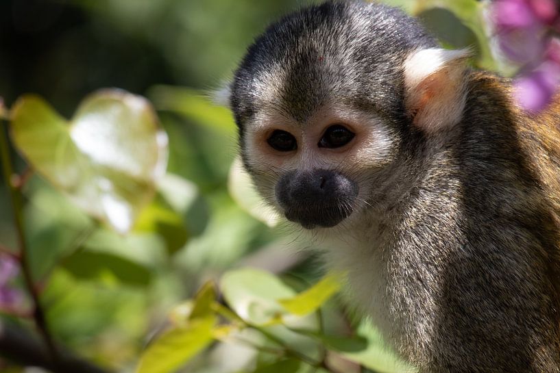 Peruvian squirrel monkey by Callista de Sterke