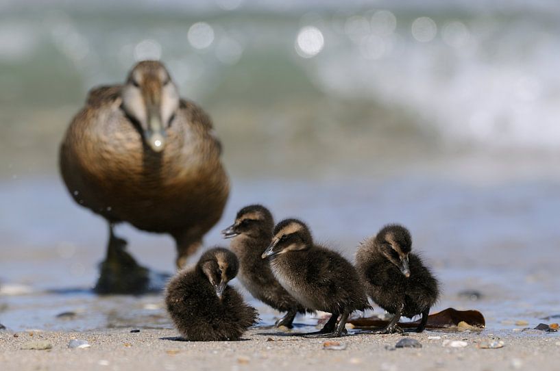 Common Eider ( Somateria mollissima ) together with its chicks by wunderbare Erde