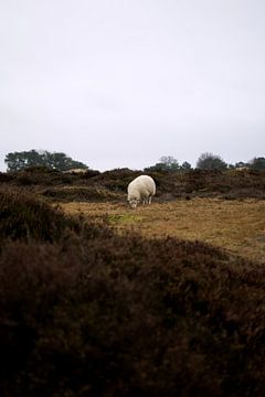 Moutons sur Tanja Huizinga Photography