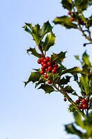 The colours of autumn on a holly tree