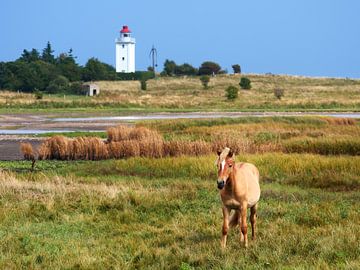 Horse and Lighthouse van Jörg Hausmann
