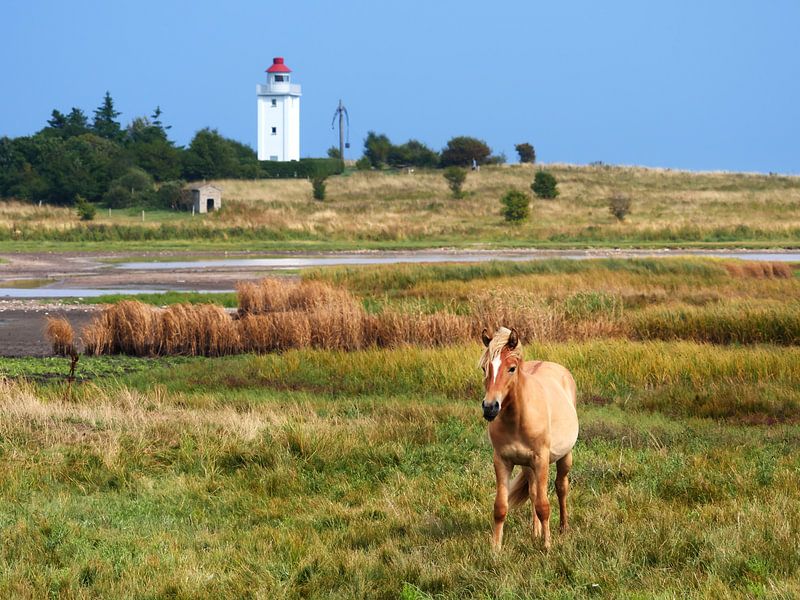 Pferd und Leuchtturm von Jörg Hausmann
