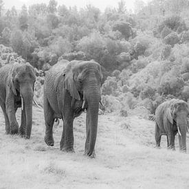 Trio of elephants b/w by Roelinda Tip