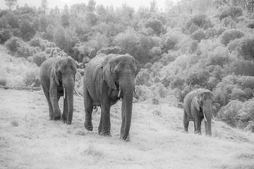 Trio van olifanten z/w van Roelinda Tip