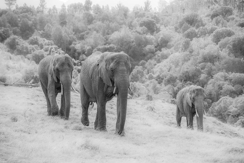 Trio von Elefanten s/w von Roelinda Tip