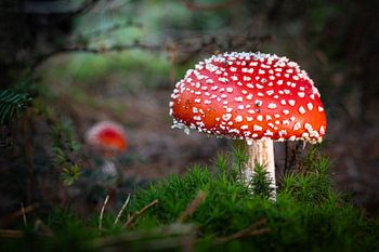 Fly agaric, mother and daughter