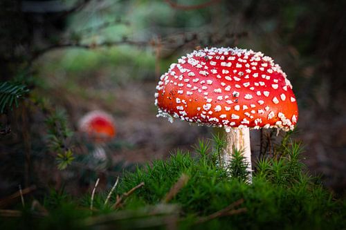 Fly agaric, mother and daughter