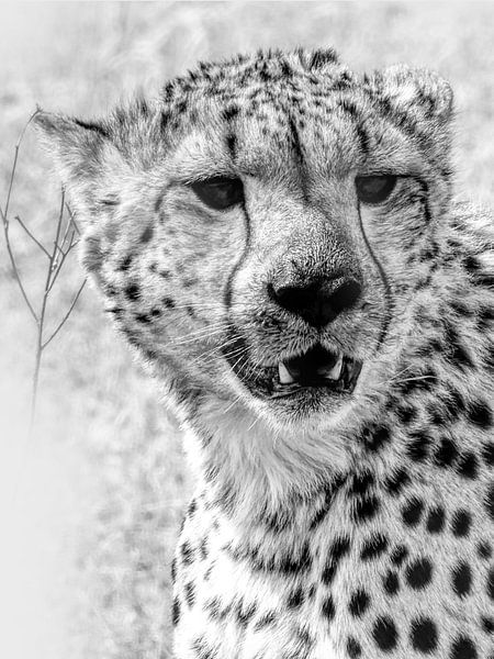 Cheetah Africa by Eric Nagel