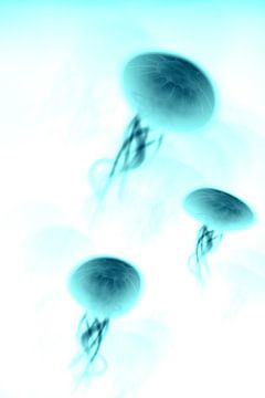 Jellyfish N.2 van Olis-Art