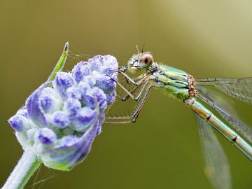 Libelle sur Dick Besse