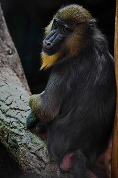 Un beau babouin madrilène aux poils jaunes et au nez bleu sur un fond sombre. L'animal ressemble au  sur Michael Semenov