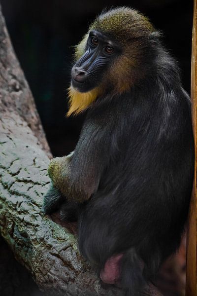 A beautiful madril baboon with bright yellow hair and blue nose on a dark background. the animal is  by Michael Semenov