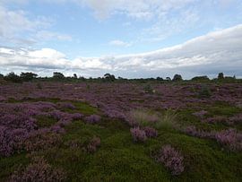 a beautiful scenery by Jamie natuurfotografie