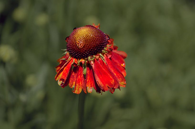 Blumen 13 von True Color Stories