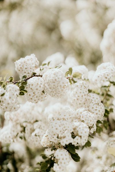Blossom by Sanne van Es