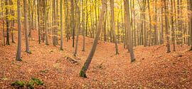 Autumnal panorama of a forest by Tobias Luxberg