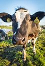 Koe in typisch Hollands / Nederlands landschap van Dennis Kuzee thumbnail