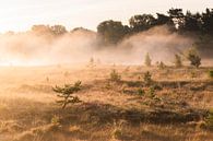 A golden morning I by Laura Vink thumbnail