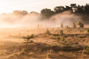 Ein goldener Morgen I