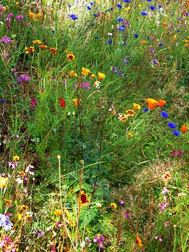 Fleurs du jardin cottage anglais 8 sur Dorothy Berry-Lound