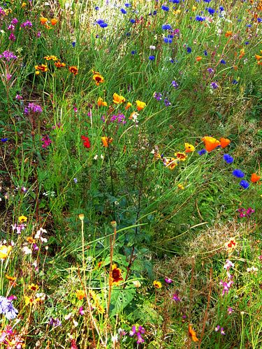 Fleurs du jardin cottage anglais 8