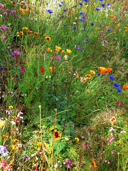English Cottage Garden Flowers 8 by Dorothy Berry-Lound