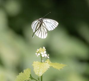 papillon volant, veiné de blanc en vue plongeante