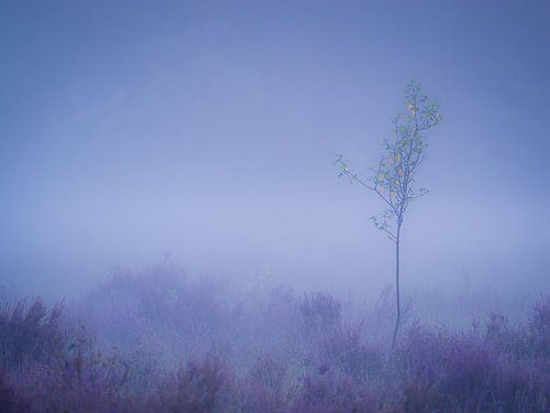 Jong boompje in de mist omringt door de in bloei staande hei