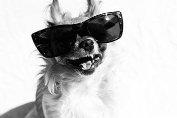lachende hond met zonnebril