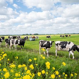 Cows on their way to the barn with yellow roadside flowers by Yvonne van Driel