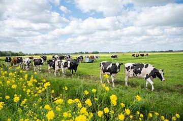 Vaches se rendant à l'étable avec des fleurs jaunes de bord de route sur Yvonne van Driel