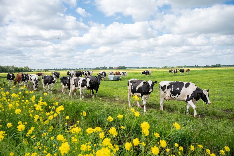 Cows on their way to the barn with yellow roadside flowers by Yvonne van Driel